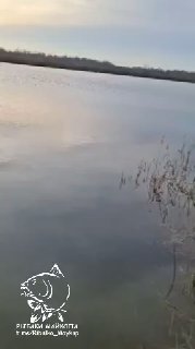 Ещё один ракурс Морозовских прудов: спокойная поверхность воды, дальний берег и неброская растительность у линии воды; логотип канала виден на кадре.