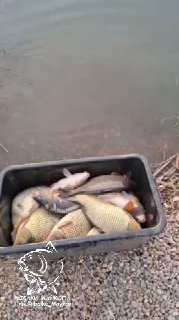 Ванна с карпами у кромки воды: рыбы готовятся к выпуску в пруд, на переднем плане видна галька и небольшая прибрежная растительность, заметен логотип канала.