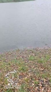 Берег платного водоёма «Лесной Остров»: галька и прибрежная трава у воды; кадр предпросмотра видеозаписи отчёта рыбалки с логотипом.