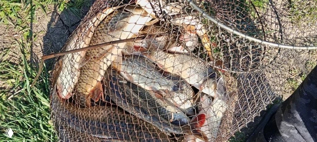 Крупный улов в металлической садке: карпы и плотва, сетка на траве — вид сбоку после рыбалки на Лесном озере.