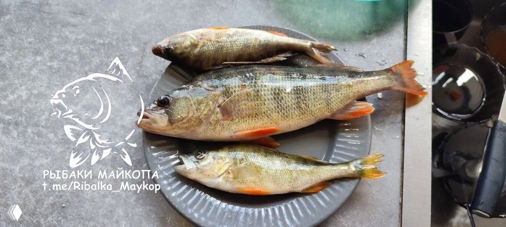 Фото трёх пойманных окуней на тарелке у раковины; видна часть кухни и водоёма не видно, логотип «РЫБАКИ МАЙКОПА».
