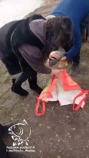 Два человека на берегу распаковывают пойманную рыбу; видны руки, пакет и рабочая обстановка, вертикальный видеокадр с логотипом.