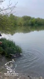 Береговой кадр на Утятнике: рыболов у воды, густая прибрежная растительность, гладкая поверхность озера и тихая облачность.