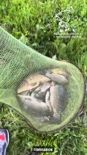 Подсак с несколькими небольшими карасями и плотвой на травяной поверхности, вид сверху; на сетке виден водяной знак канала «РЫБАКИ МАЙКОПА».