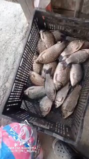 Ящик с пойманной рыбой на бетонном полу: несколько крупных особей рядом с личными вещами — фото из отчёта о Родниковке.