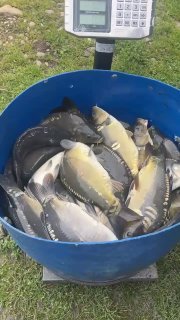 Крупный план синего таза с карпами на весах: видно множество экземпляров, их чешую и форму, демонстрация объёма зарыбления.