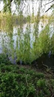 Берег водоёма Утятник весной: тонущие ветви ивы над спокойной поверхностью воды, отражения и зелёная растительность у кромки берега.