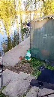 Рыбацкое место с тентом и раскладушкой у берега, рядом удилище и подсак на фоне ивовых ветвей и зеркальной поверхности водоёма Утятник.