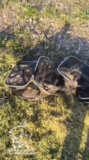 Сумки и садки с пойманной рыбой на травянистом берегу, видна тень рыбака и элементы экипировки — отчёт о ловле на водоёме.