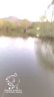 Размытое вертикальное фото водоёма с зеркальной водой, отражающимися деревьями и береговой растительностью; в углу логотип «Рыбаки Майкопа».