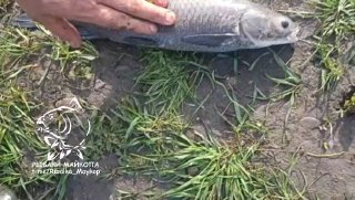 Пойманная рыба на траве после ловли поплавком на червя; видны руки рыбака и водяной знак «РЫБАКИ МАЙКОПА».