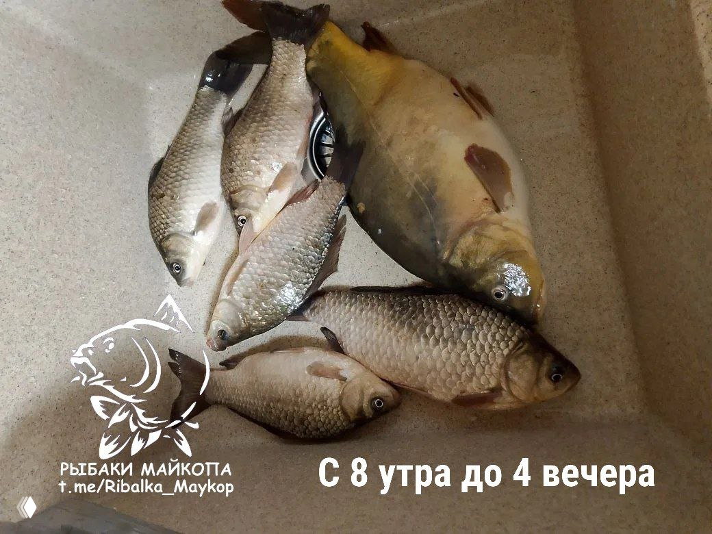 Несколько пойманных рыб (карась и карп) лежат в раковине; на изображении виден текст «С 8 утра до 4 вечера» и логотип канала.