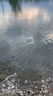 Кадр поверхности воды Лесного Острова: рябь на воде у берега, видно прибрежную зону и логотип сообщества на кадре.