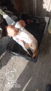 Кадр из видео: крупный карп в пластиковой таре/ящике внутри подсобного помещения, руки человека рядом после взвешивания.
