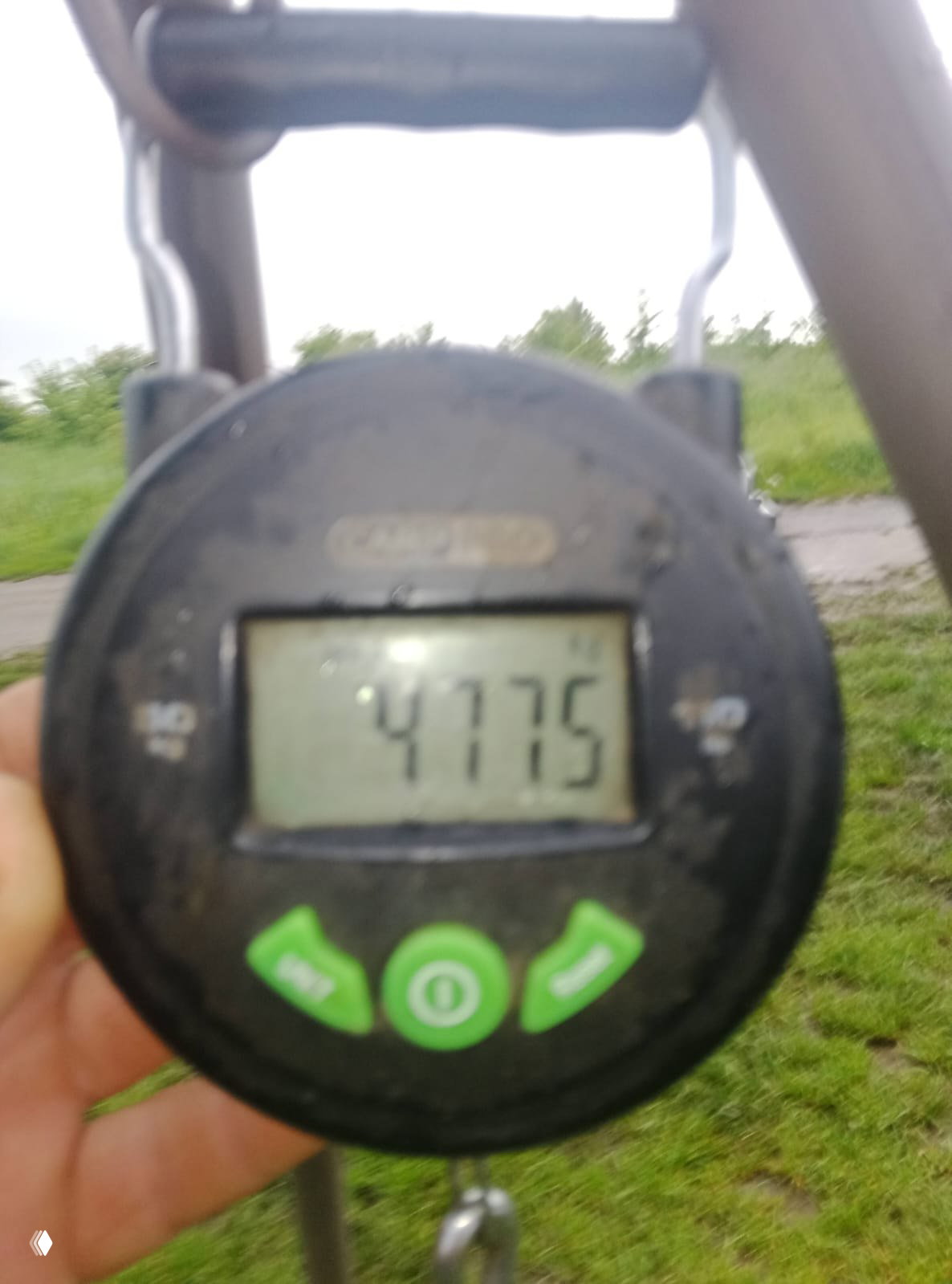 Цифровые весы в руках рыбака, на дисплее видно значение 4.775; фон — трава и часть держателя весов.