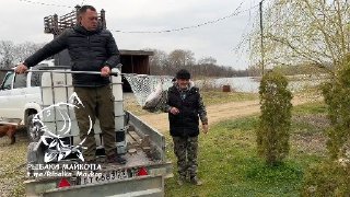 Двое рыбаков у пикапа на берегу пруда, мешки и оборудование в кузове, выгрузка и подготовка к зарыблению форели на прудах.
