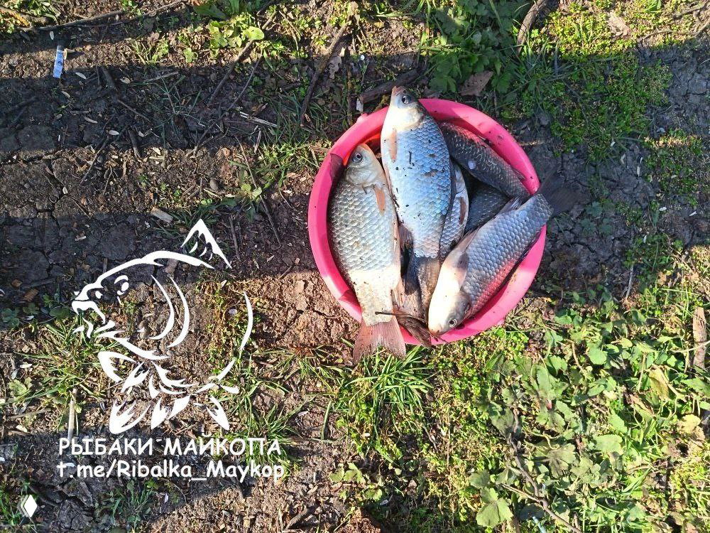 Розовое ведро с несколькими карасями и плотвой на травянистом берегу; часть дневного улова, виден логотип сообщества.