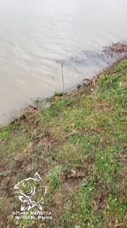 Берег Рыбацкой заводи: вид на удочку у кромки воды, влажная трава на берегу, небольшой участок берега и видимый логотип канала.