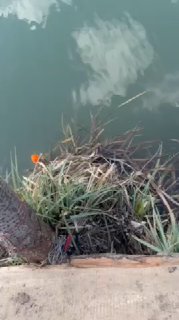 Крупный план поплавка и удилища на деревянной платформе у кромки воды, ряска и отражение неба рядом с берегом, детали снасти видны в кадре.