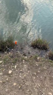 Поплавок на спокойной воде у прибрежной травы, видно отражение облаков и мягкий рябь возле береговой линии — момент ожидания поклёвки.