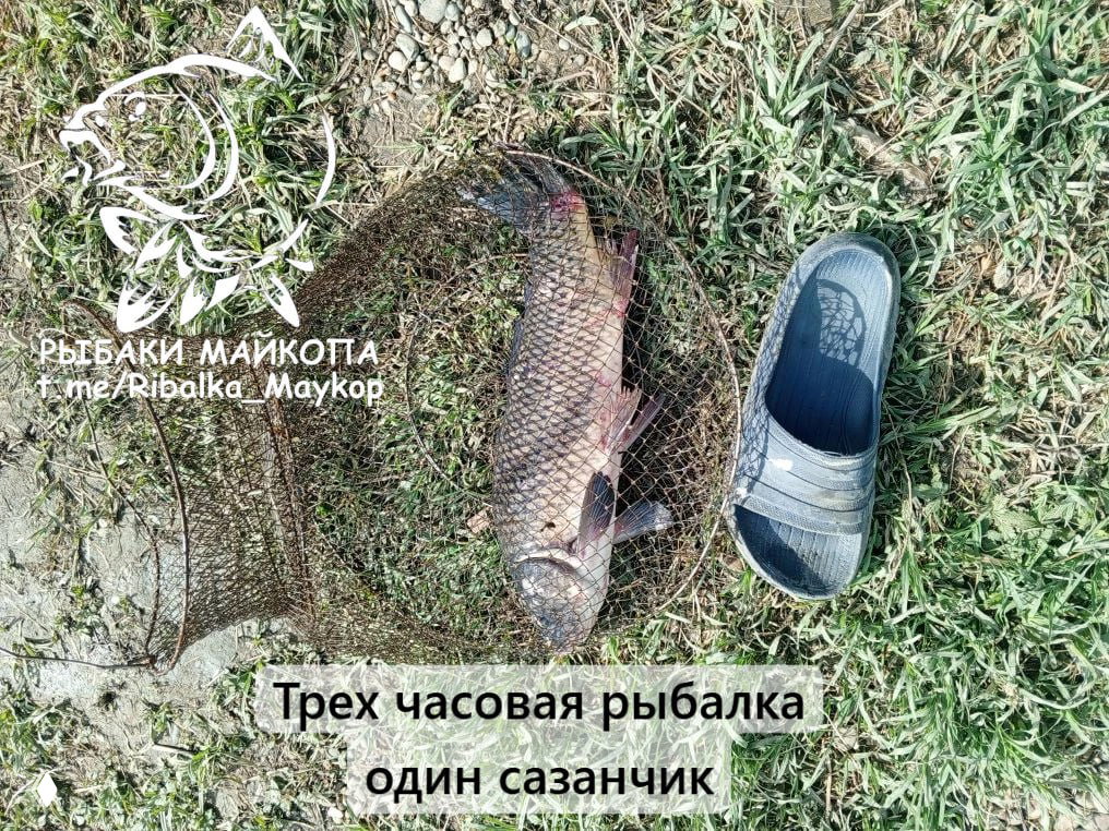 Карп в подсаке на гравийном берегу рядом с однослойной шлёпкой; на фото подпись «Трех часовая рыбалка один сазанчик».