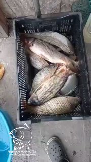Пластиковый ящик, наполненный карпами и прочей рыбой, стоит в подсобке; виден улов, пол и часть обуви рыбака.