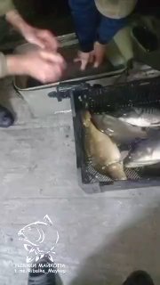 Руки рыбаков сортируют и укладывают крупные карпы в ящик; кадр показывает процесс обработки улова и рабочее место.