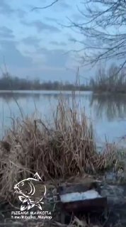 Берег водоёма Утятник на рассвете: камыш у кромки воды, спокойная зеркальная поверхность и бледное небо; логотип «РЫБАКИ МАЙКОПА».