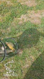 Рыба в подсаке на травянистом берегу водоёма — кадр из отчёта с Курджипского, показан улов и подсачек.