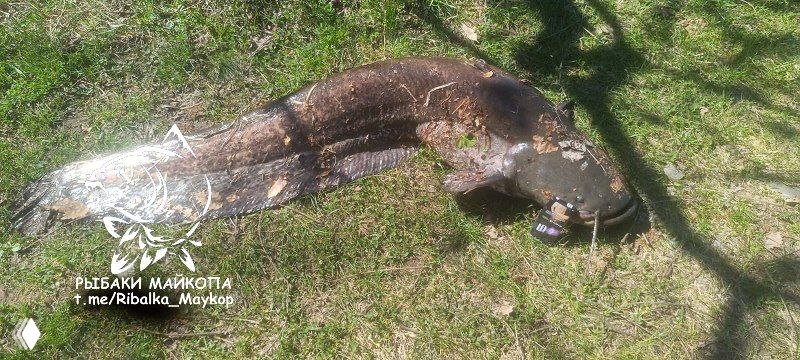 Фотография крупного пойманного сома (оценочно 20+ кг), уложенного на траву у водоёма; видны подпись канала и тени деревьев.