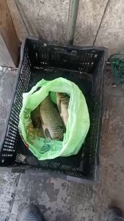 Крупный карп положен в зелёный пакет внутри ящика на мокрой поверхности; фотография из отчёта платника Родниковка рядом с Майкопом