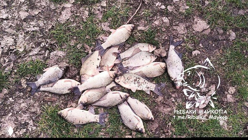 У МАКСИМЫЧА 30.03 — карась, судак, окунь
