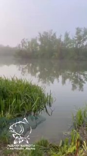 Раннее утро на берегу УТЯТНИК: прибрежная трава и камыш, тихая гладь воды с отражением деревьев, вид на место рыбалки.