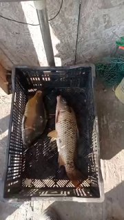 Два карпа и ещё одна крупная рыба в пластиковом ящике на деревянном помосте; фото из отчёта с водоёма Родниковка, улов и условия ловли
