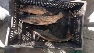 Несколько карпов, уложенных в пластиковый ящик; общий вид улова в отчёте с платного водоёма Родниковка под Майкопом
