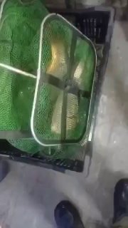 Пойманные рыбы в подсаке на полу рядом с пластиковой кассетой и сапогами — отчёт с водоёма Родниковка, Майкоп.