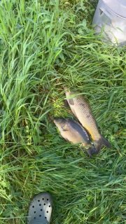 Два карпа на траве рядом с коробкой и ногой рыбака в кроксе — улов с водоёма Утятник, пример размеров рыб и береговая растительность.