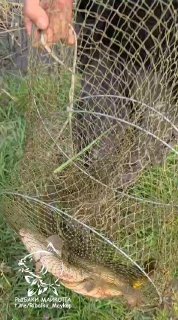Сетка и один из пойманных карпов в руках рыбака, кадр показывает экипировку и улов на фоне травы у водоёма.