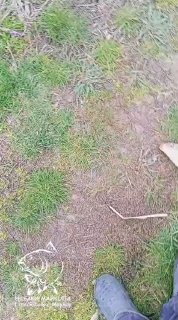 Вид на прибрежную траву и часть рыбака в сапогах; в кадре видно полотнище и следы клева на берегу водоёма Лесное озеро.