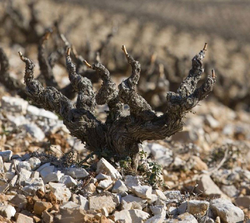 Крупный план скалистой почвы и гальки на винограднике Роны, подчёркивающий роль почв в аромате и тепловом аккумулировании.