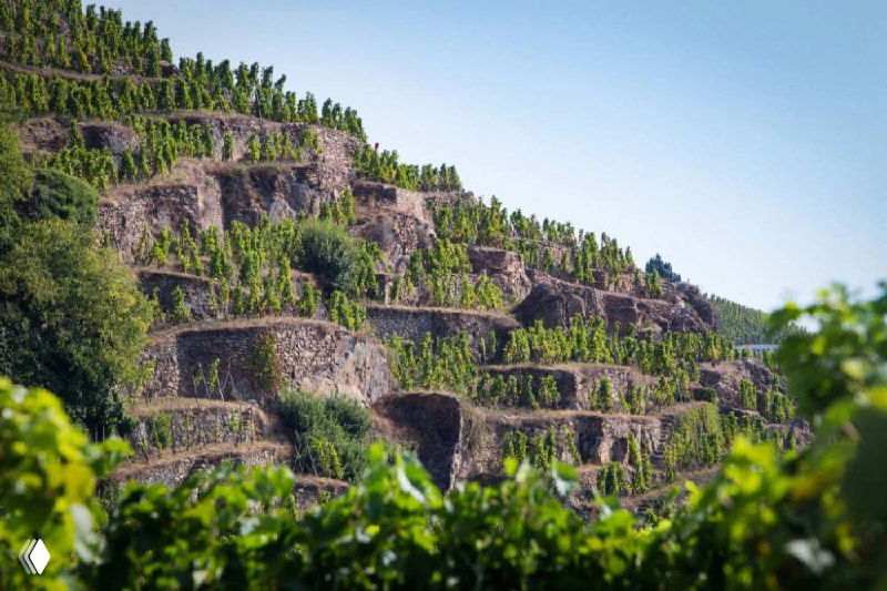 Вид молодого виноградника в долине Роны при заходящем солнце: зеленые лозы, терруар и свет, задающий характер будущего вина.