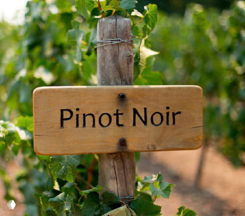 «А где пино нуары? Кто французов будет бить?»