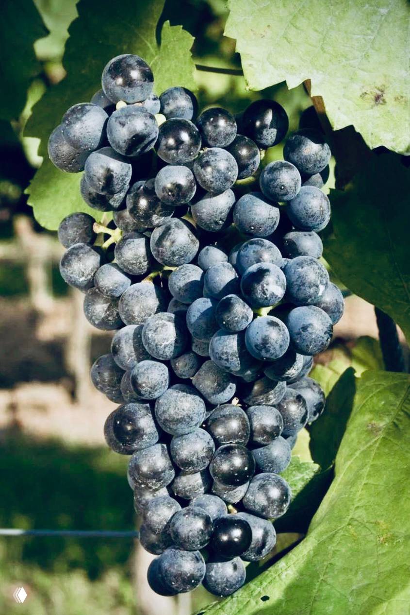 🇦🇹 Блауфранкиш — сорт с множеством имён