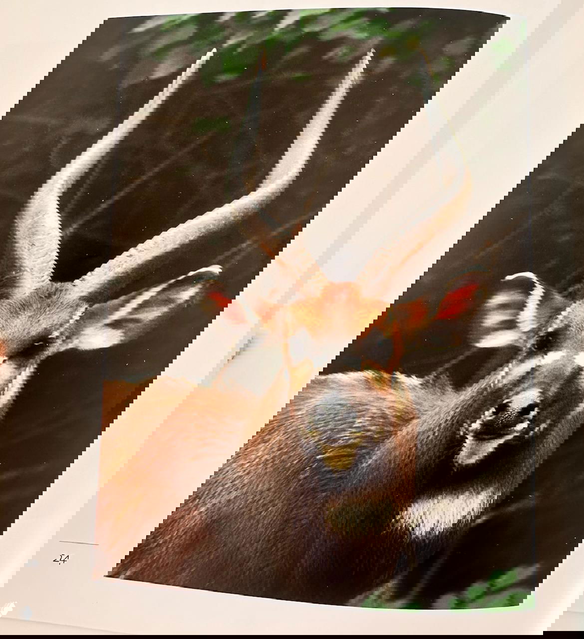 Фотография страницы каталога с изображением антилопы — природный прототип маски, демонстрация связи между животным и ритуальным образом.