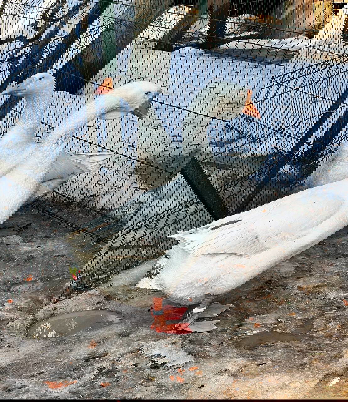 Как написать комедийную сцену с тематическими персонажами