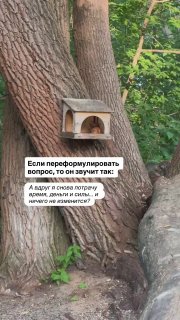 Небольшой скворечник или кормушка на стволе дерева в парке, окружение деревьев и зелени, спокойная уличная сцена на природе.