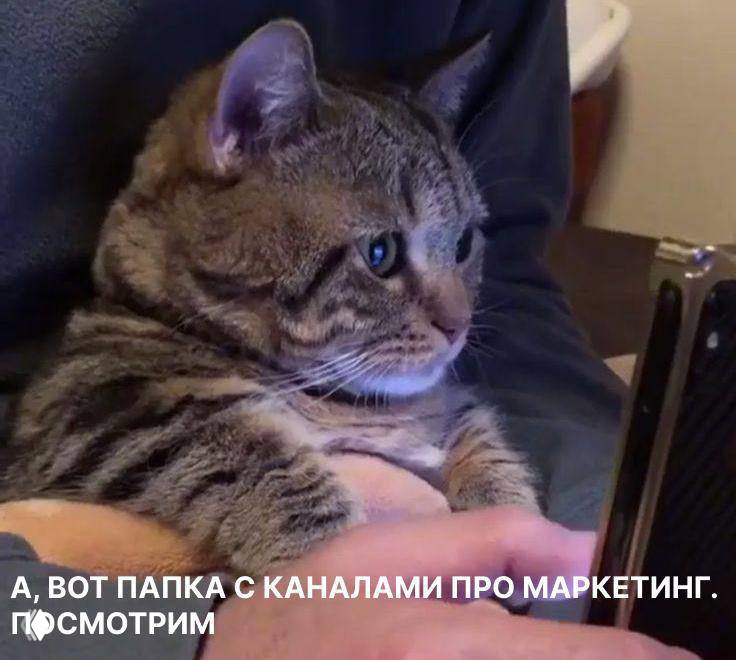 На сколько каналов в Телеграме вы подписаны?