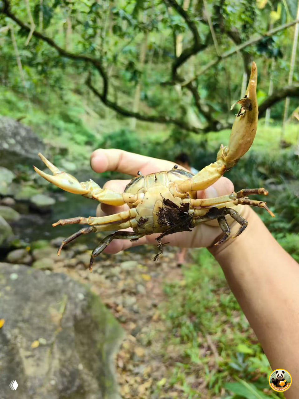 Крупный план краба, пойманного участниками у ручья в тропическом лесу; фон — зелёная растительность и камни реки.