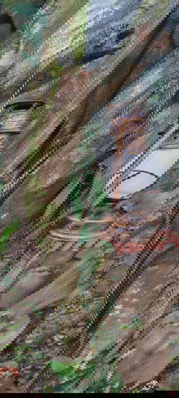 Старинная керосиновая лампа, подвешенная на ветке дерева в парке Байхуань, на фоне муссонного леса и влажной подстилки.