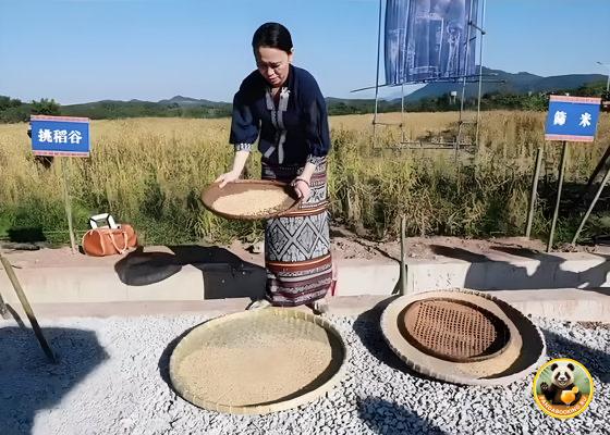 Женщина в традиционной одежде просеивает и обрабатывает рис шаньлань на праздничной площадке, показывая традиционные приёмы.